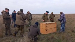 В Лиманском округе проведён выпуск сайгака в природу